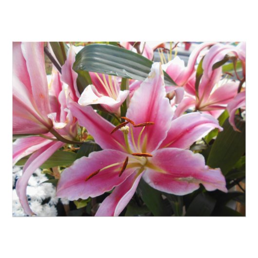 Pink Tiger Lilies Fotodruck (Vorne)