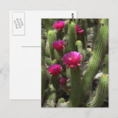 Pink Torch Cactus Postkarte (Vorne/Hinten)