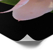 Pink Torch Ginger Hawaii Exotic Poster Prints (Ecke)