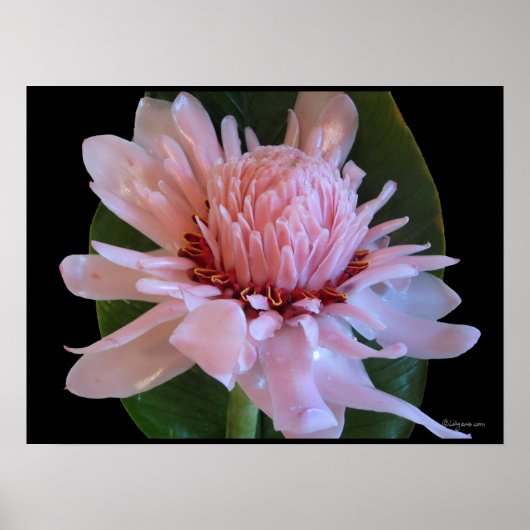 Pink Torch Ginger Hawaii Exotic Poster Prints (Vorne)