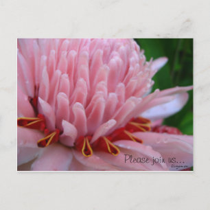 Pink Torch Ginger Hochzeit Speichern Sie die Datum Ankündigungspostkarte