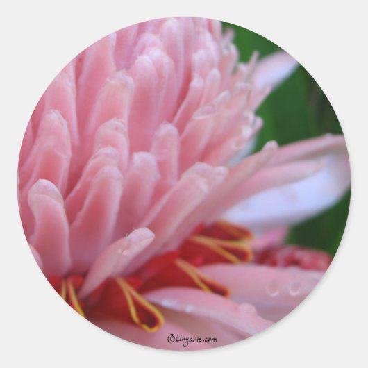 Pink Torch Ginger Wedding Runder Aufkleber (Vorderseite)