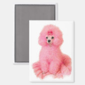 pink toy poodle magnet, pink poodle, refrigerator magnet (Vorderseite/Rückseite)