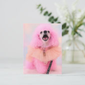 Pink Toy Poodle, Mozzarella The Poodle, Postcard Postkarte (Stehend Vorderseite)
