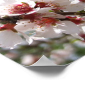 Pink Tree Blossom Poster (Ecke)