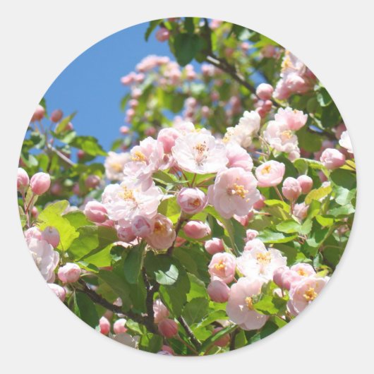 Pink Tree Blüten Aufkleber Umschlag Aufkleber Früh (Vorderseite)