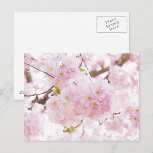 Pink Tree Cherry Blossom Postkarte (Vorne/Hinten)