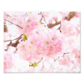 Pink Tree Sakura Cherry Blossom Fotodruck (Vorne)