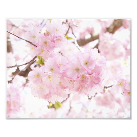 Pink Tree Sakura Cherry Blossom Fotodruck (Vorne)