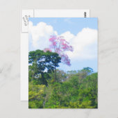 Pink Tree Venezuela Jungle Landschaft Postkarte (Vorne/Hinten)