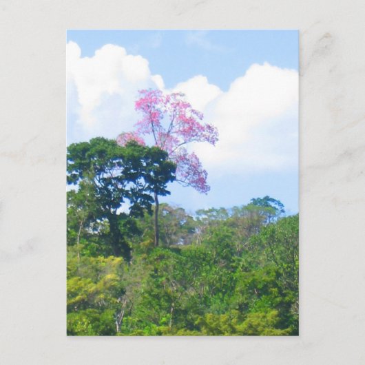 Pink Tree Venezuela Jungle Landschaft Postkarte (Vorderseite)