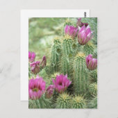 Pink Trill Bloom Cactus Arizona Foto Postkarte (Vorne/Hinten)