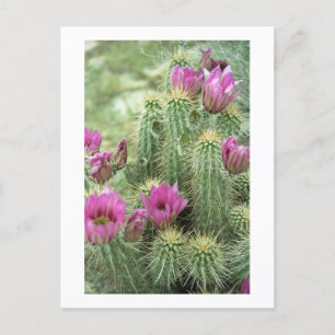 Pink Trill Bloom Cactus Arizona Foto Postkarte