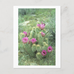 Pink Trill Desert Sonoran Arizona Foto Postkarte