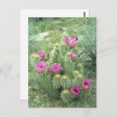 Pink Trill Desert Sonoran Arizona Foto Postkarte (Vorne/Hinten)
