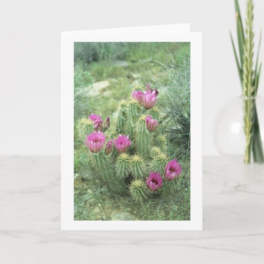 Pink Trill Wüste Kaktus Gruß oder Mitteilungskarte (Vorderseite)