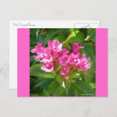 Pink Trumpet-Blume Postkarte (Vorne/Hinten)