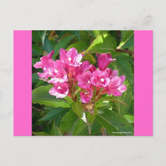 Pink Trumpet-Blume Postkarte (Vorderseite)