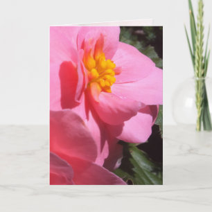 Pink Tuberous Begonia Grußkarte Karte