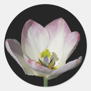 Pink Tulip auf schwarz Runder Aufkleber