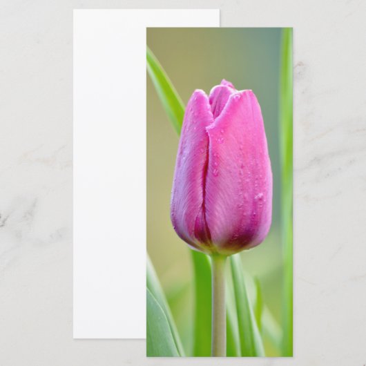Pink Tulip Blume (Vorne/Hinten)