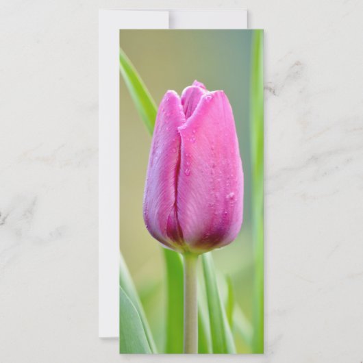 Pink Tulip Blume (Vorderseite)