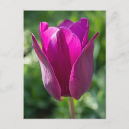 Pink Tulip Blume Floral Postkarte