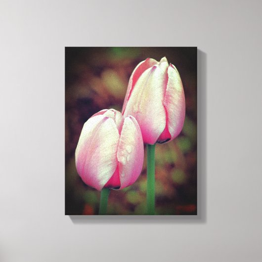 Pink-Tulip-Blume mit Regentropfen Leinwanddruck (Vorderseite)