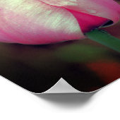 Pink-Tulip-Blume mit Regentropfen Poster (Ecke)