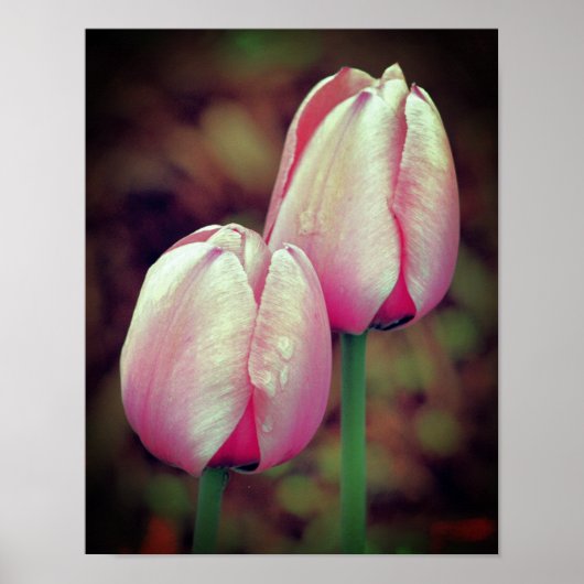 Pink-Tulip-Blume mit Regentropfen Poster (Vorne)