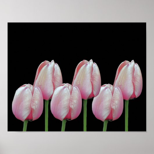 Pink Tulip Blume Poster (Vorne)