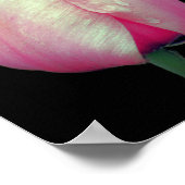 Pink Tulip Blume Poster (Ecke)