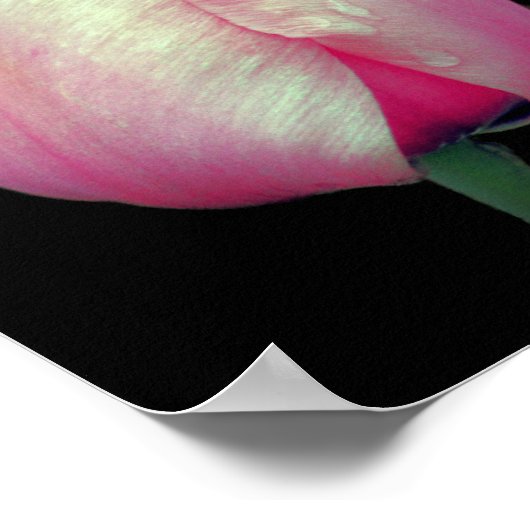 Pink Tulip Blume Poster (Ecke)