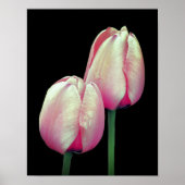 Pink Tulip Blume Poster (Vorne)