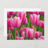 Pink Tulip Blume Postkarte (Vorne/Hinten)