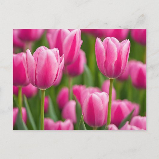 Pink Tulip Blume Postkarte (Vorderseite)