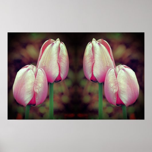 Pink Tulip Blume Raindrops Mirrored Abstrakt Poster (Vorne)