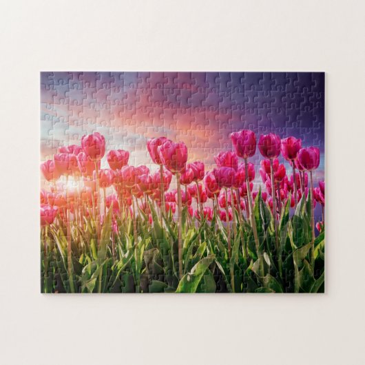 Pink Tulip Blume Sunset Nature Niederlande Puzzle (Horizontal)