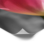 Pink Tulip Blume Teilfarbe Poster (Ecke)