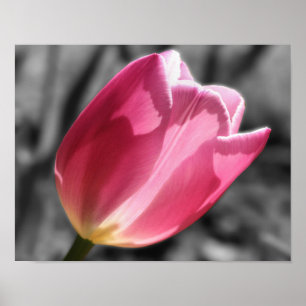 Pink Tulip Blume Teilfarbe Poster
