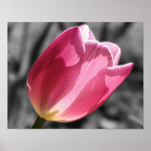 Pink Tulip Blume Teilfarbe Poster (Vorne)