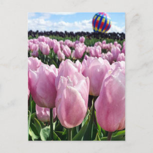 Pink Tulip Field mit Hot Air Ballon, Oregon Postkarte