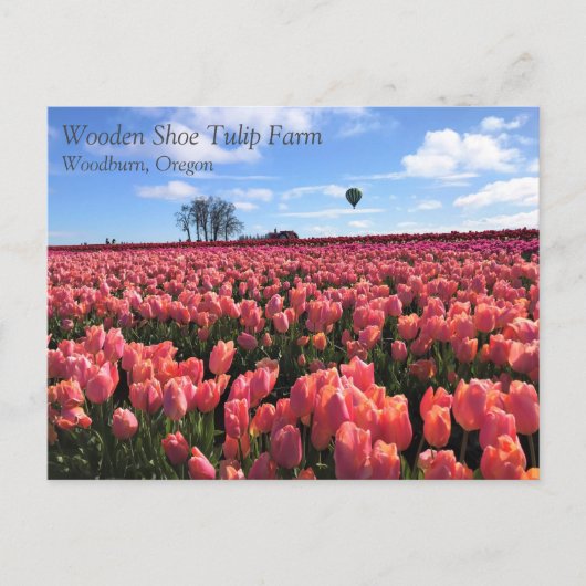 Pink Tulip Field mit Hot Air Ballon, Oregon Postkarte (Vorderseite)