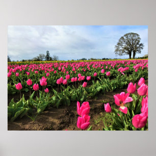 Pink Tulip Field, Oregon Poster