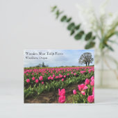 Pink Tulip Field, Oregon Postkarte (Stehend Vorderseite)
