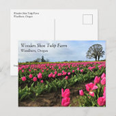 Pink Tulip Field, Oregon Postkarte (Vorne/Hinten)