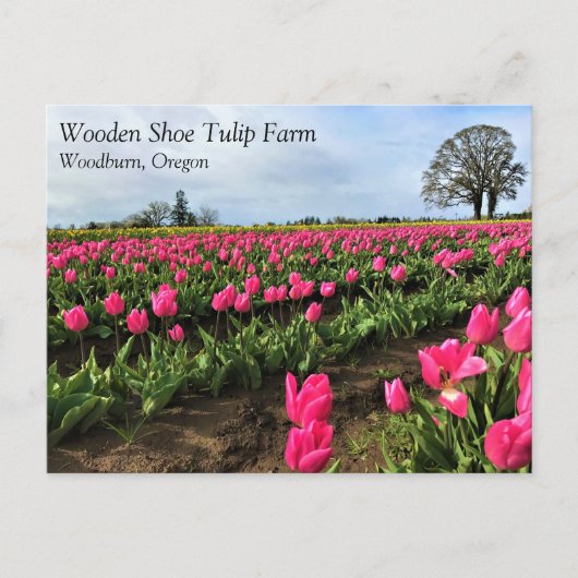 Pink Tulip Field, Oregon Postkarte (Vorderseite)