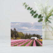 Pink Tulip Field Postkarte (Stehend Vorderseite)