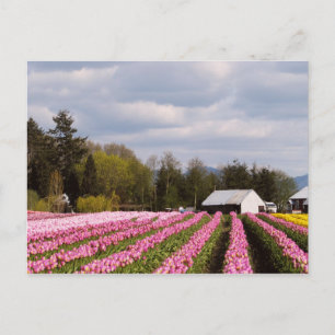 Pink Tulip Field Postkarte