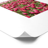 Pink Tulip Fields floral fotografisch Poster (Ecke)